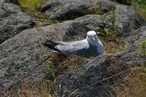 seagull in a nest on gray stones