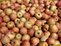 red with yellow Apples, background