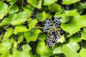 beautiful delicious Grape among green leaves