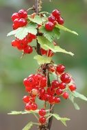 red Currants Plant