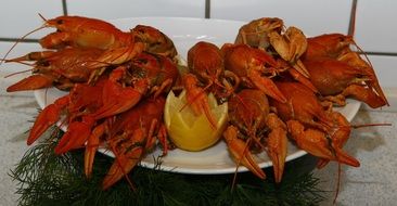 red crayfish and lemon on a big white plate
