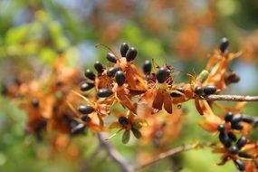 Apricot Blossom