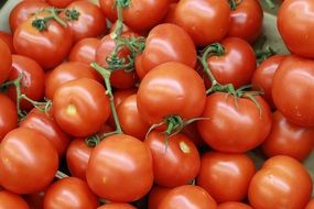 farm tomatoes at the market