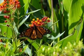 butterfly is sitting on a colorful flower