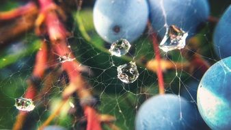 water droplets on the cobweb on the tree