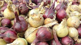 harvest of red and white onions close up