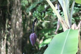 purple fruit on a tree