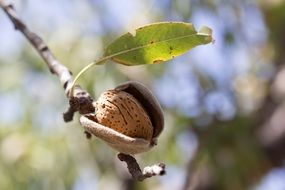 almond on the branch