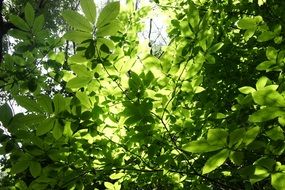 green Leaves in back light