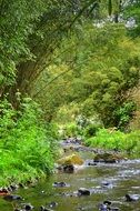 Small river in green forest in the summer