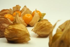 physalis fruits in husk