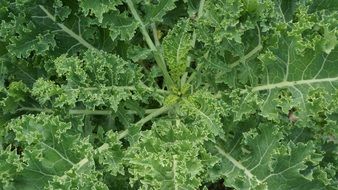 fresh Kale Food