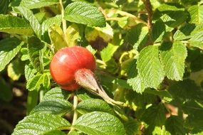 Red fruit on the bush in the summer