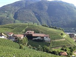 The Vineyards Of South Tyrol