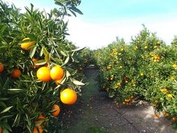 Oranges trees in a garden