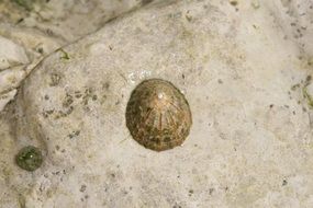 Aquatic Barnacle Beach Clam on Stone