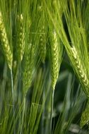 Green Cereals Nature