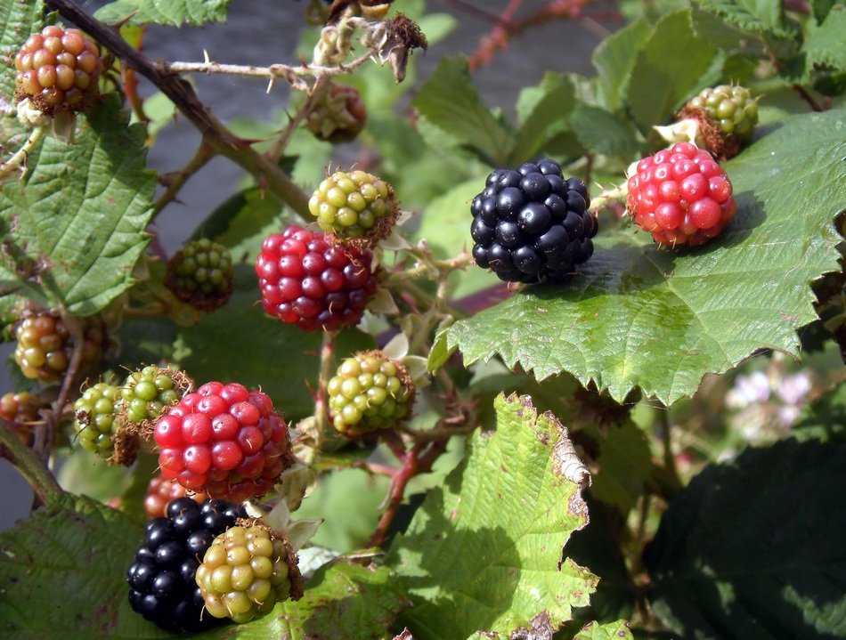 Blackberries pipening on shrub