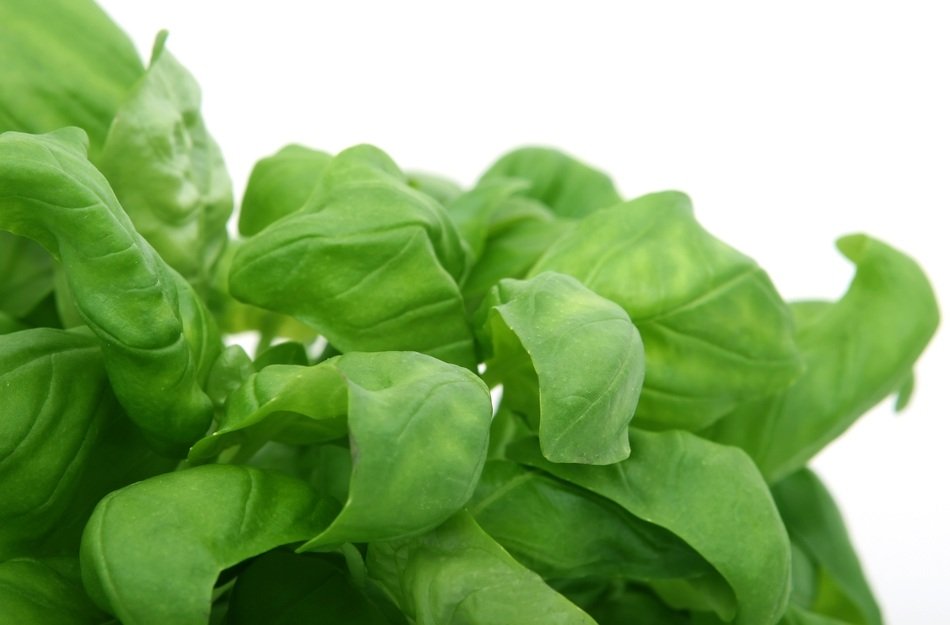 eatable herbs on a white background