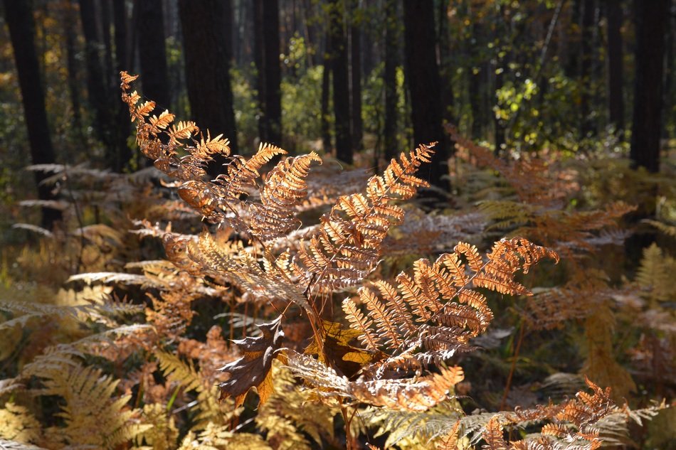 dried fern in the forest