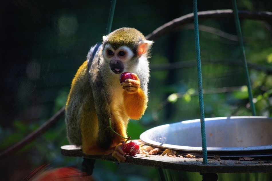 monkey before dinner