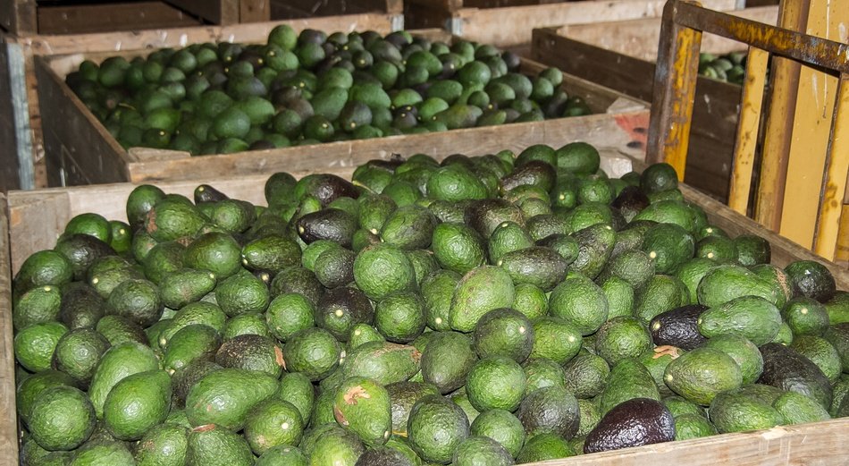 boxes of avocado