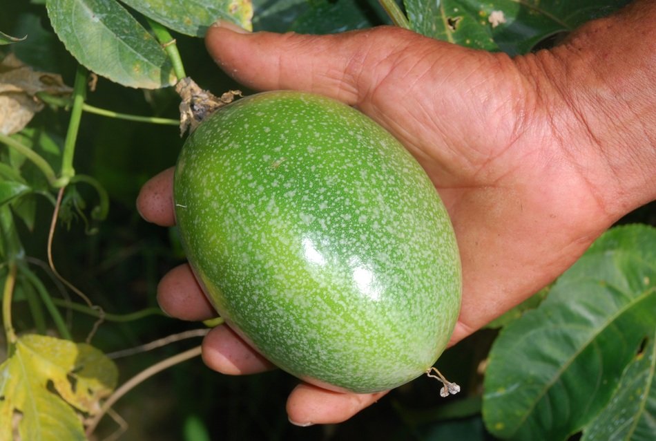 green passion fruit in the hands of man