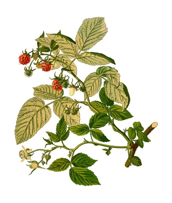 Colorful berries on the branch clipart