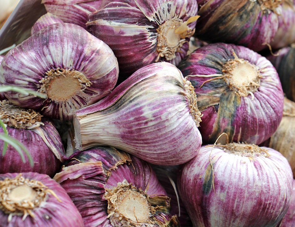 Red Garlic, pile of bulbs