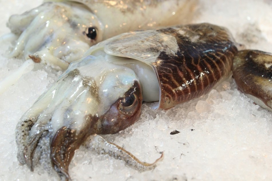 squid in ice on a market in naples