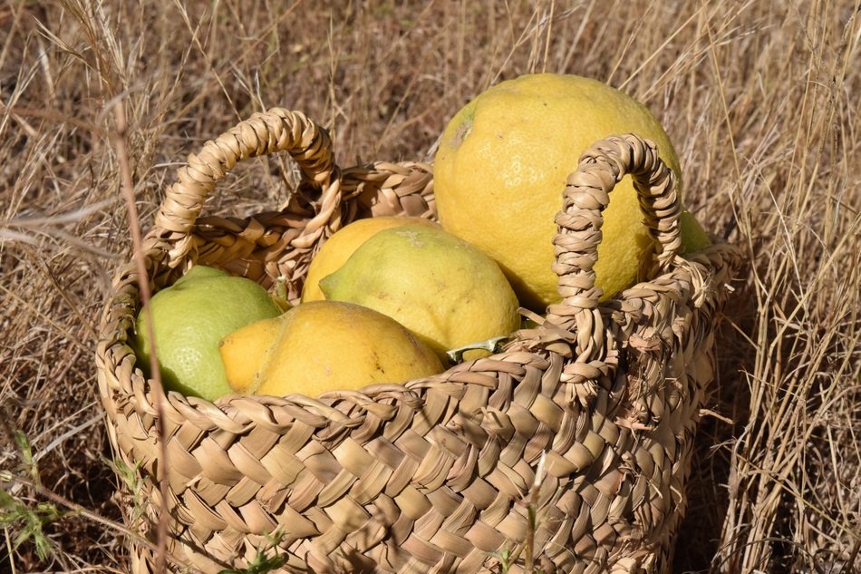 tasty and fresh Lemon Harvest