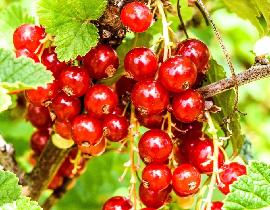 sweet red currant