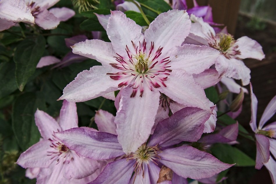 Flowers in the garden in summer