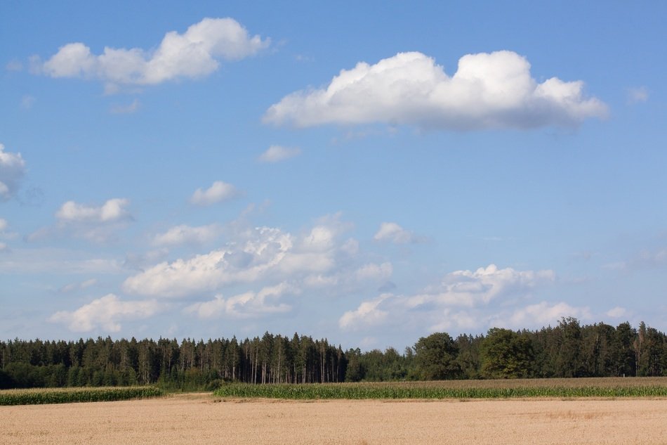 corn field and forest on a background of clouds