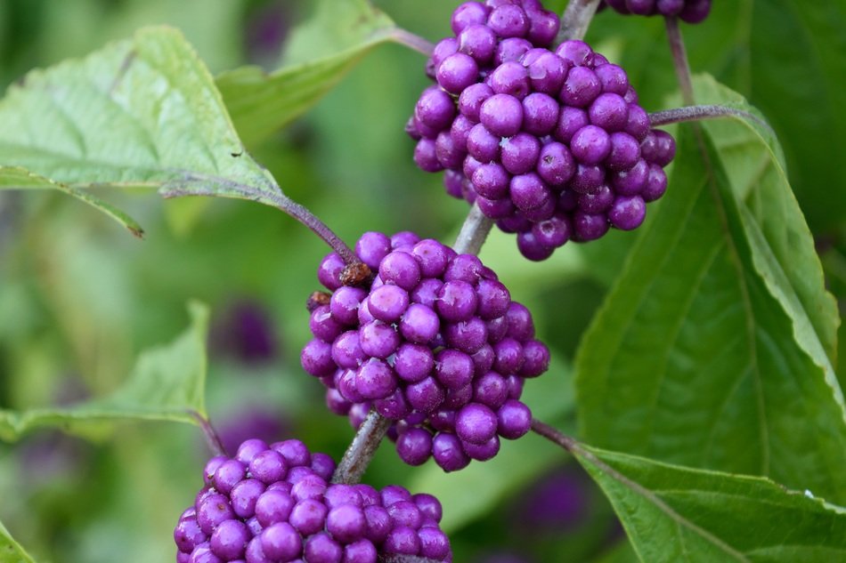purple berry, callicarpa fruit grow in nature
