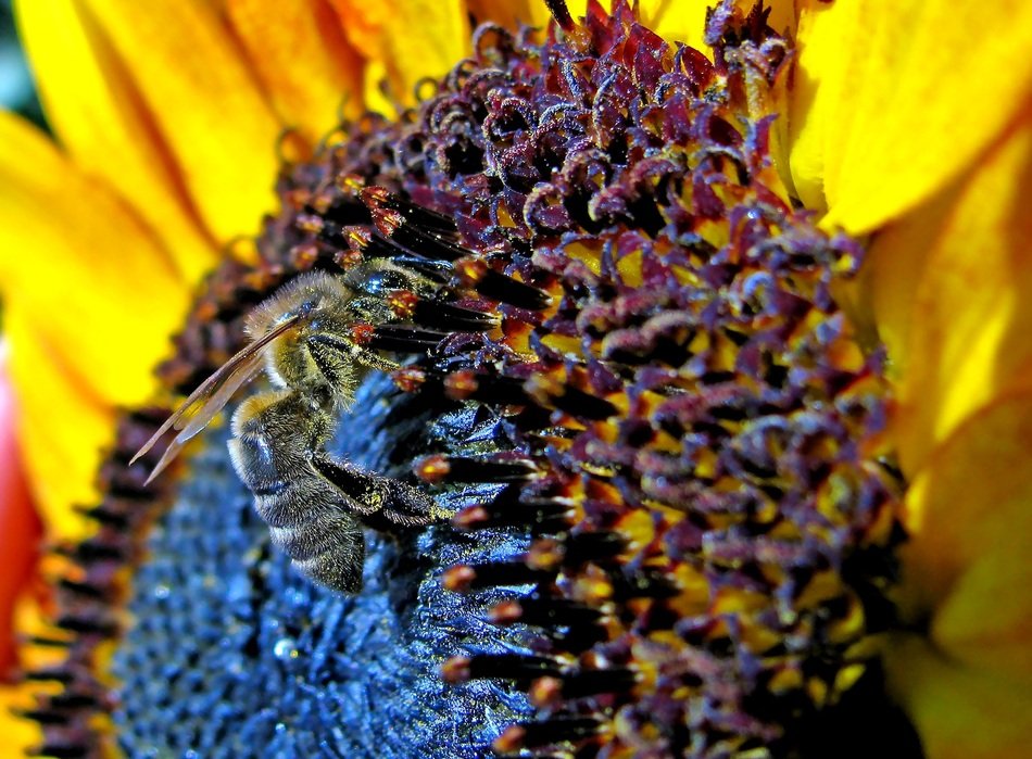 Bee on colorful Sunflower, macro