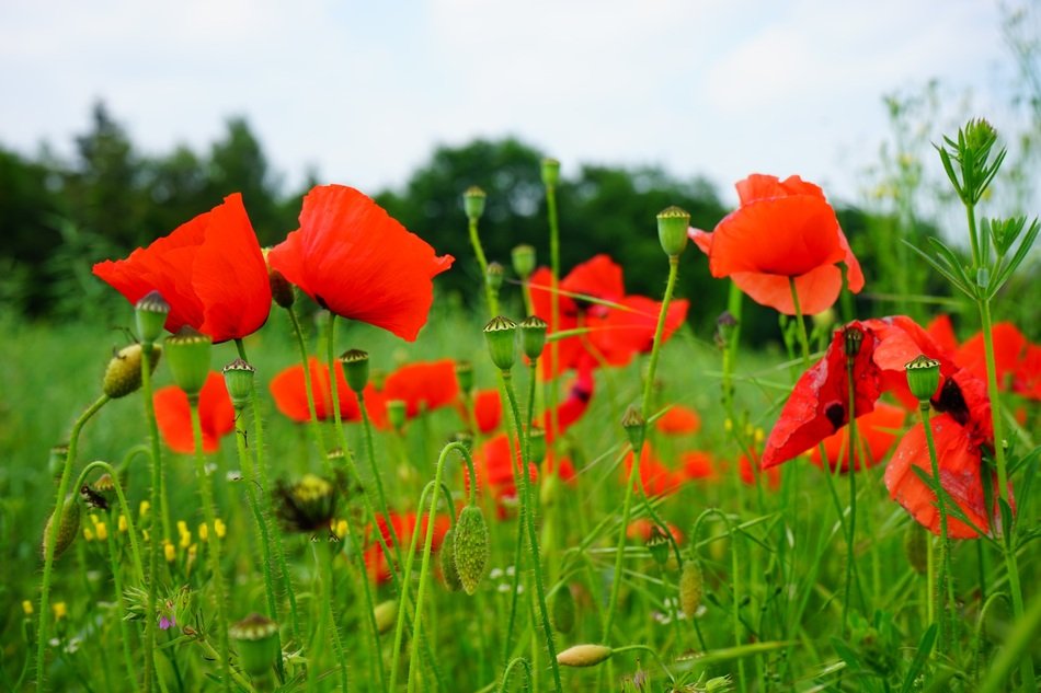 Beautiful red poppies on the field