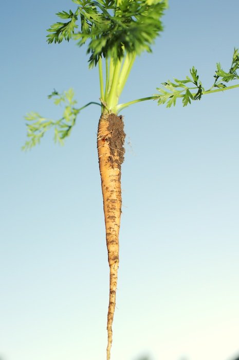 root crop with green tail