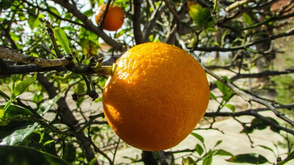 cyprus Orange Tree