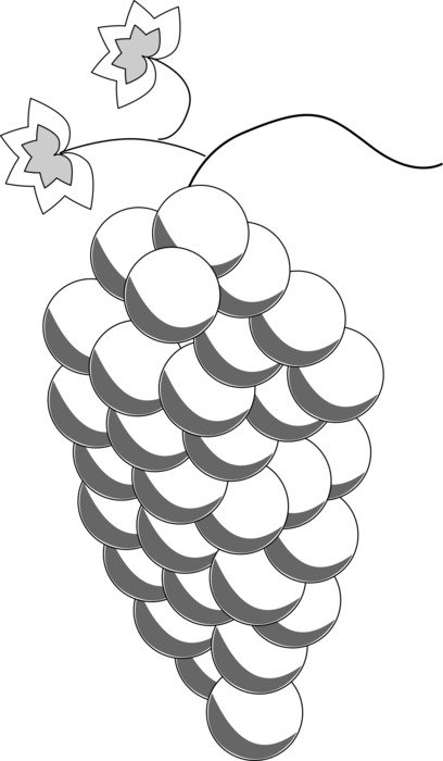 black and white drawing of grape