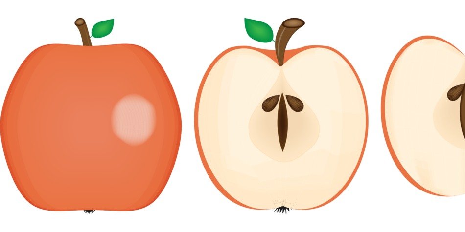 drawing of a cut apple on a white background