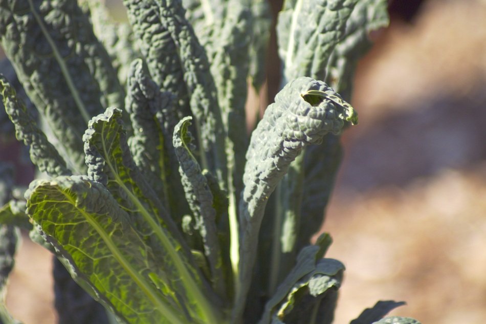 cabbage leaves in the sunlight