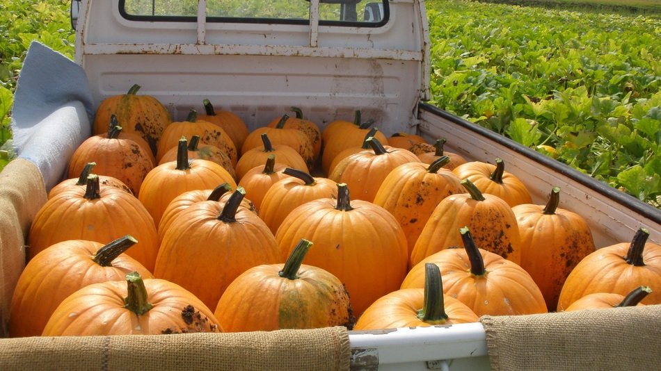 Halloween Vegetables