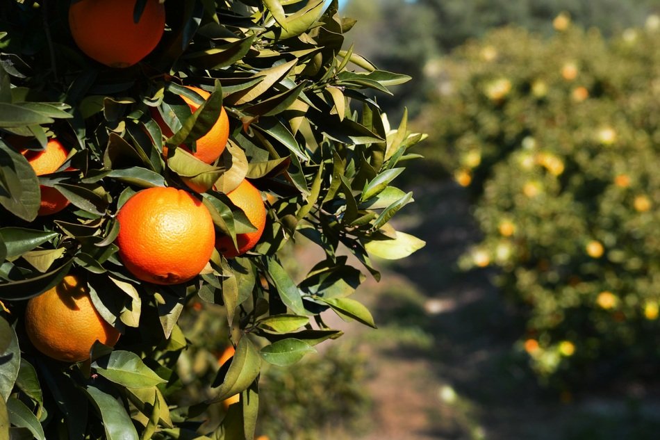 Oranges in Spain