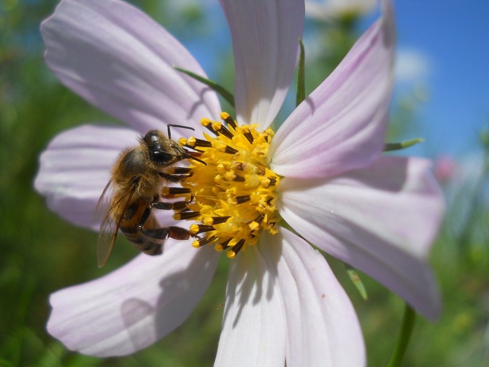 Bee on the Flowers
