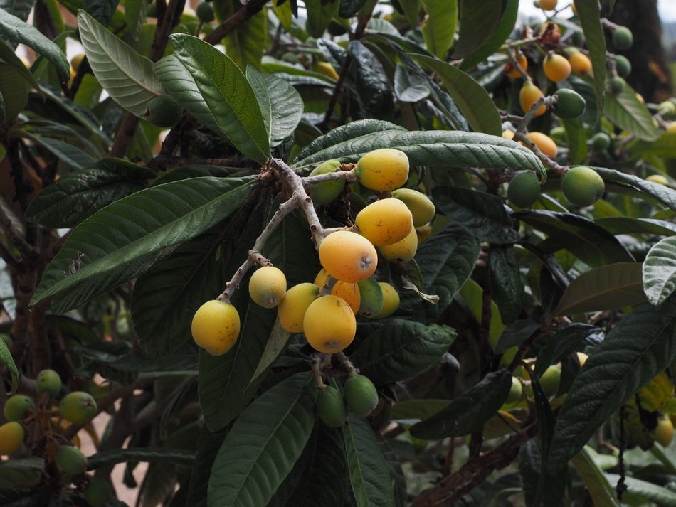 Mispelbaum fruits are on the tree