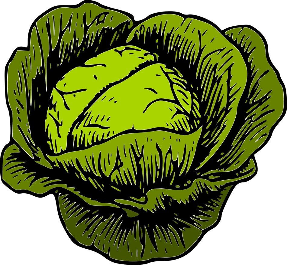 graphic image of green cabbage