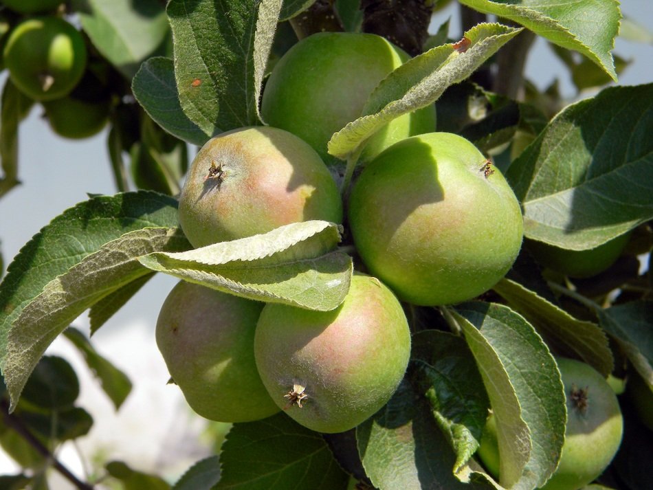 green apples on a branch in the countryside in the sun