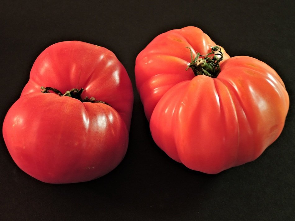 Big red Tomatoes free image download