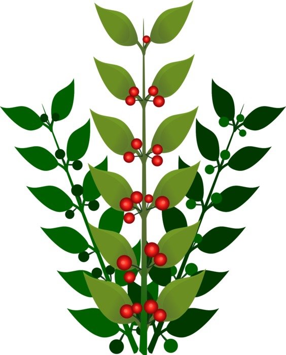 Berries Branch drawing